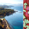 California Resident Contracts Bubonic Plague After Camping in South Lake Tahoe Area
