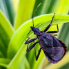 Chagas disease, a potentially life-threatening illness transmitted by the insect commonly called the “kissing bug,” has spread to 32 states across the US States, according to recent findings from the Centers for Disease Control and Prevention (CDC read for more inforamtion