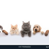 Discover the Top Benefits of Professional Pet Grooming in Mumbai for Your Furry Friends with Bark &amp; Bubbles Grooming And Pet Shop. From Dog Grooming, Cat...
