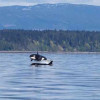 Introduction to Whale Watching on Vancouver Island