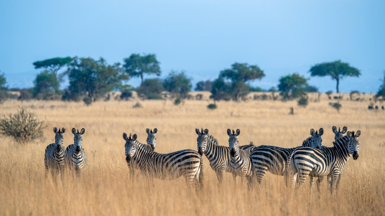 An Africa Safari Tanzania with Tanzania Safari Experts isn’t always action-packed—and ...