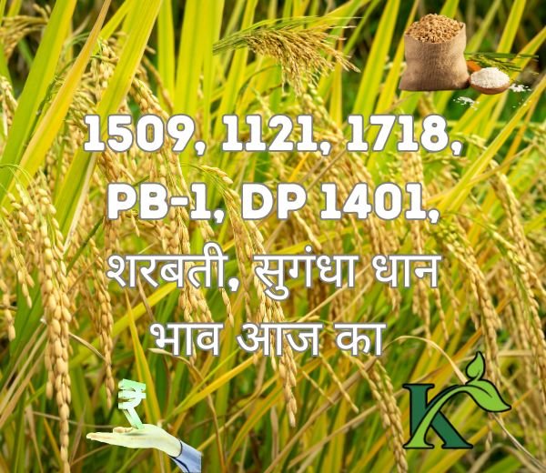 Check the latest 1509 Dhan Rate in India with daily updated mandi prices from major agricu...