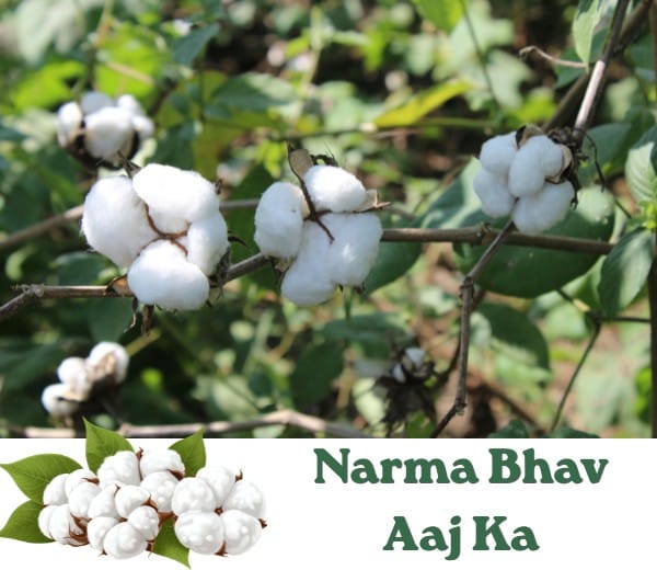 Check the latest Cotton Prices in India with mandi-wise Narma rates, daily auction updates...