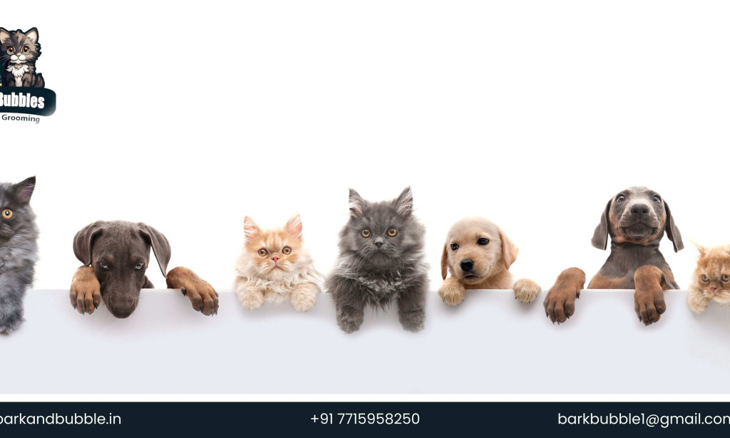 Discover the Top Benefits of Professional Pet Grooming in Mumbai for Your Furry Friends wi...