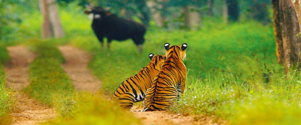 Experience thrilling open-top jeep safaris in Bandipur National Park. Track tigers, leopar...