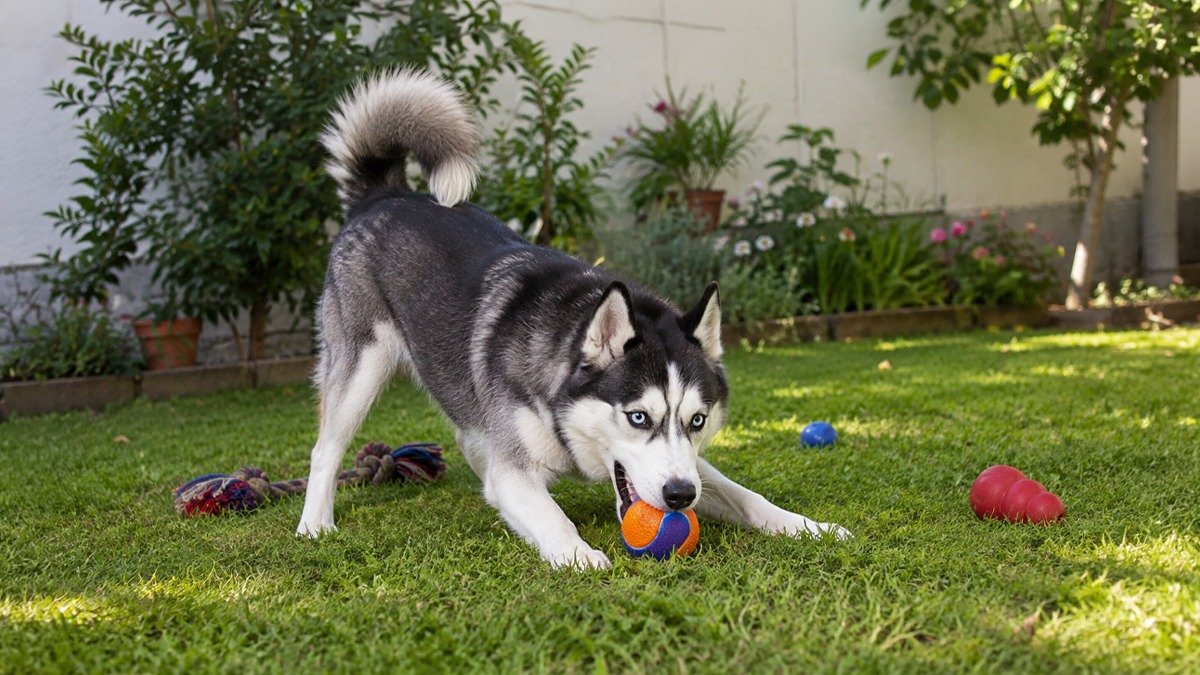 Find the right Siberian Husky dog food at Big Paw Pakistan. Explore nutritious dog food op...