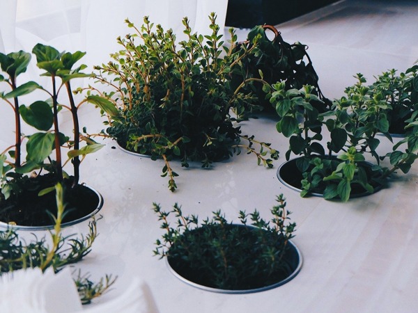 Growing Vegetables Indoors for Beginners: Your Complete How-To Guide with easy tips to sta...
