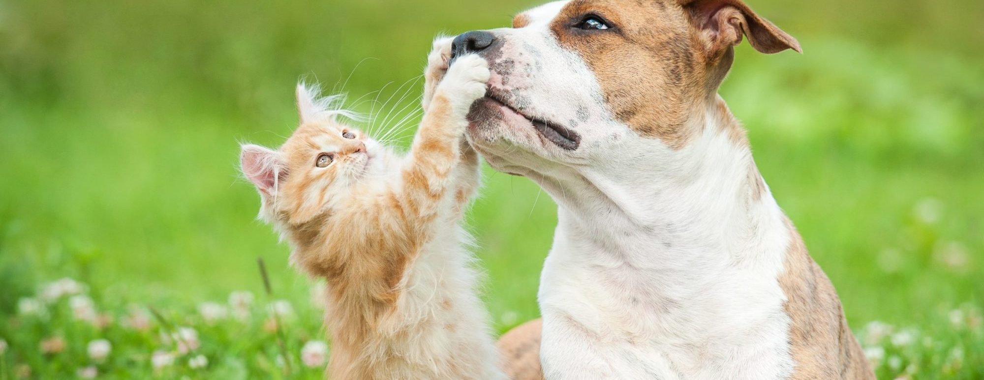 La Porte Animal Hospital offers reliable veterinary services at its Animal Clinic Michigan...