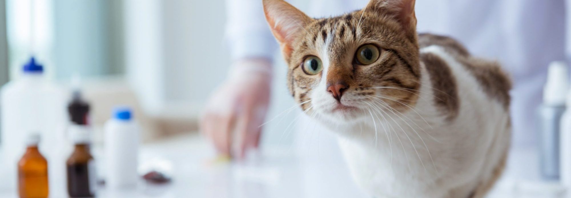 LaPorte Animal Hospital is a trusted Pet Care Center Michigan City, providing compassionat...