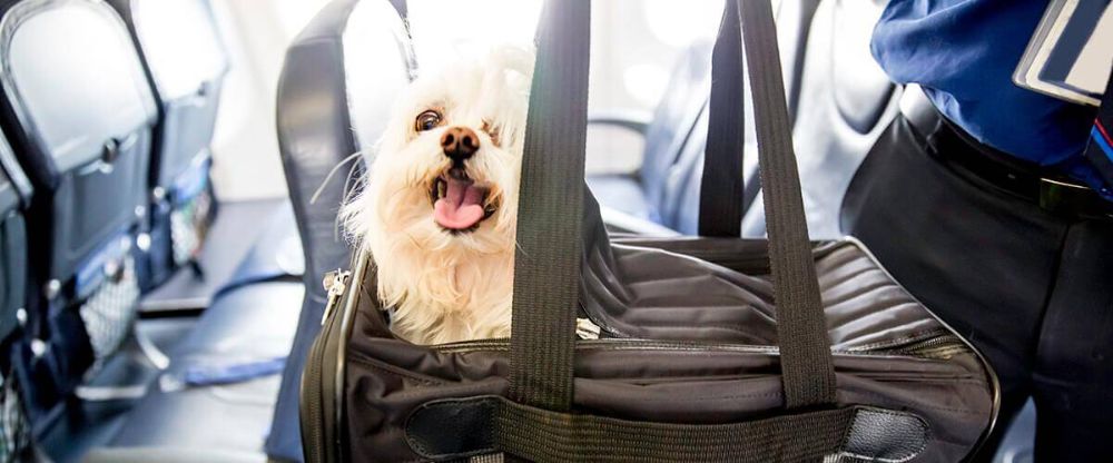 If you plan to travel with your pet on Southwest Airlines, it's important to know their ru...
