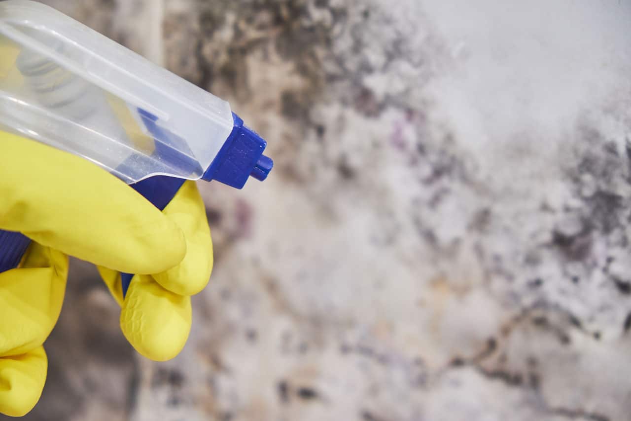 Learn why mold growth continues even during San Diego’s dry season. Discover hidden sour...