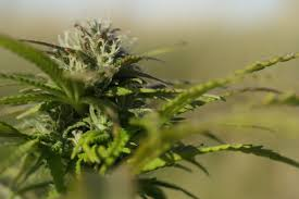 New to cannabis concentrates or just looking to upgrade your experience? Purple Star MD’...