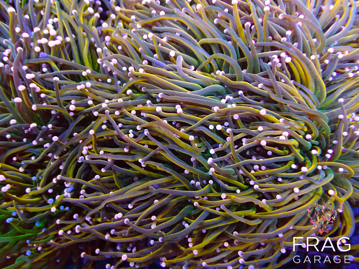 Premium pink tipped torch coral stands out with its vivid coloration, elegant movement, an...