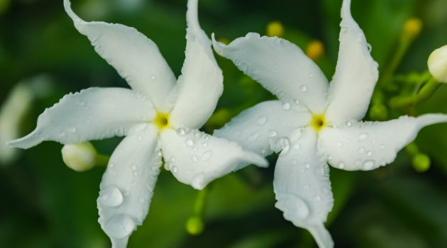 Say goodbye to discomfort with Conolidine for pain—a natural solution designed to ease e...