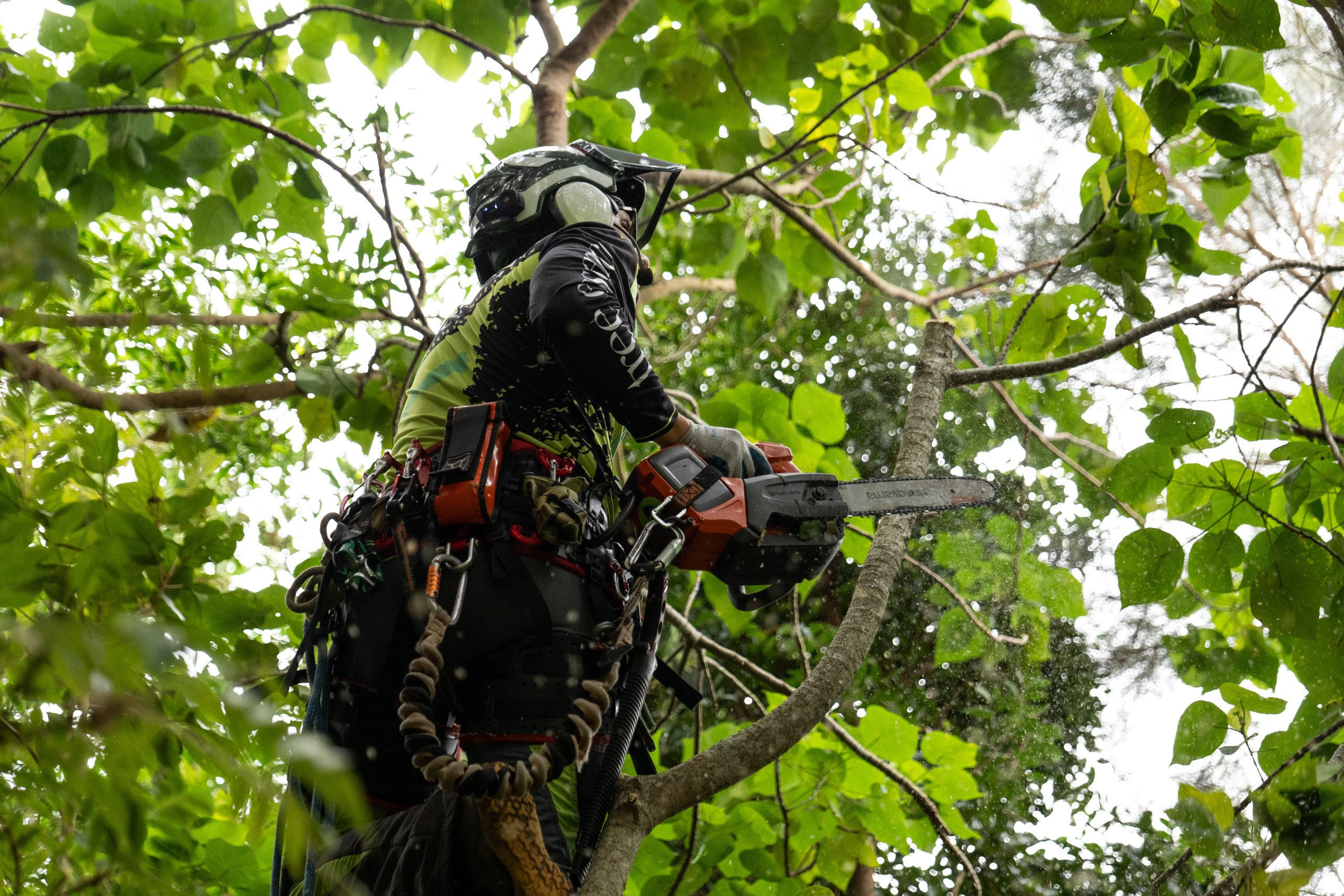 Tree Essence provides expert tree pruning services across the Gold Coast to improve tree h...